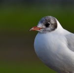 BH Gull.jpg