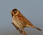 Reed Bunting.jpg