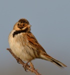 Reed Bunting_01.jpg