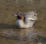 Teal_02.jpg