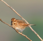 Reed Bunting_05.jpg