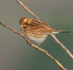 Reed Bunting_06.jpg
