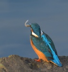 Kingfisher_02.jpg