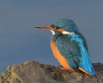 Kingfisher_04.jpg