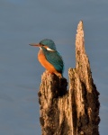 Kingfisher_06.jpg
