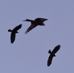 Red Kite_15.jpg
