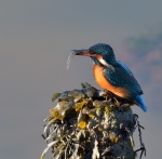 Kingfisher.jpg