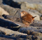 Wren_01.jpg
