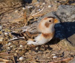 Snow Bunting_03.jpg