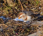 Snow Bunting_09.jpg