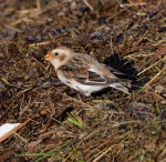 Snow Bunting_21.jpg