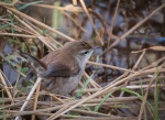 Cetti's Warbler at Sandy Water Park