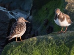 Purple Sandpiper with Turnstone at Burry Port lighthouse