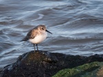 Dunlin at Burry Port light