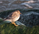 Purple Sandpiper.jpg