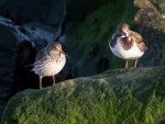 Purple Sandpiper-1.jpg