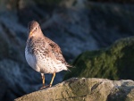 Purple Sandpiper