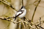 _DSC1374.jpg