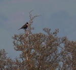 Ring Ouzel_02.jpg