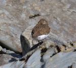 Common Sandpiper.jpg