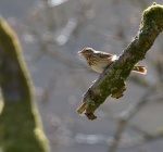 Tree Pipit.jpg