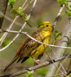 Yellowhammer.jpg