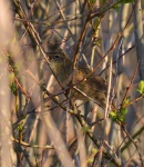 Grasshopper Warbler_02.jpg