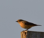Redstart_01.jpg