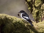 Pied Flycatcher John Ellis.jpg