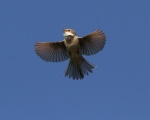 Whitethroat