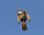 Whitethroat