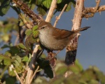 Cetti's Warbler