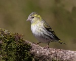 Siskin