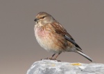 Linnet