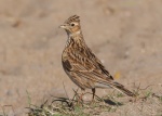Skylark