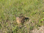 Quail.JPG