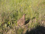 Quail2.JPG