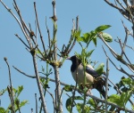 Rose-coloured Starling.jpg