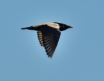 Rose-coloured Starling_03.jpg