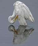 Great white egret - Egretta alba