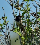 Rose-coloured Starling2_1.JPG
