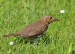 Song Thrush juv.jpg