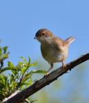 Whitethroat juv.jpg