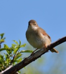 Whitethroat juv_02.jpg