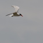 Caspian Tern_06.jpg