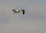 Caspian Tern_08.jpg