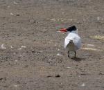 Caspian Tern_11.jpg