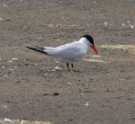 Caspian Tern_14.jpg