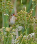 Sedge Warbler_01.jpg