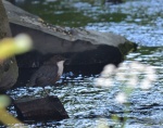 Dipper.jpg